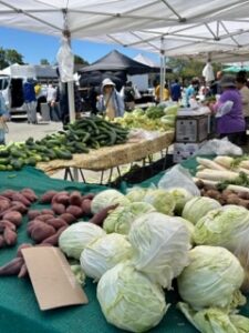 Photo of tables full of heads of cabbage and other vegetables.